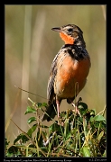  Rosy-throated Longclaw, � J. Zinn