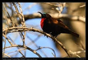  Scarlet-chested Sunbird, � J. Zinn