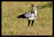 Secretarybird, � J. Zinn