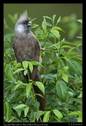  Speckled Mousebird, � J. Zinn