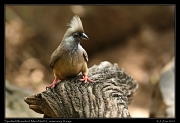  Speckled Mousebird, � J. Zinn