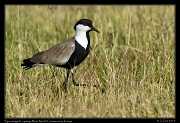  Spur-winged Lapwing, � J. Zinn