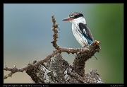  Striped Kingfisher, � J. Zinn