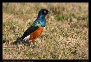  Superb Starling, � J. Zinn
