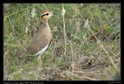  Temmick's Courser, � J. Zinn