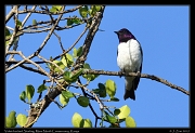  Violet-backed Starling, � J. Zinn