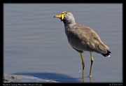  Wattled Lapwing, � J. Zinn