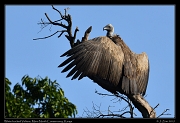  White-backed Vulture, � J. Zinn