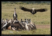  Vulture feeding frenzy, � J. Zinn