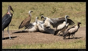  Vulture feeding frenzy, � J. Zinn