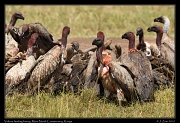  Vulture feeding frenzy, � J. Zinn