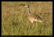  White-bellied Bustard, � J. Zinn
