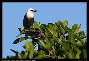  White-headed Barbet, � J. Zinn