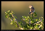 Winding Cisticola, � J. Zinn