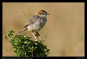  Winding Cisticola, � J. Zinn