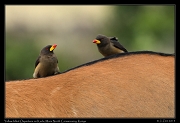  Yellow-bellied Oxpeckers on Kudu, � J. Zinn