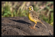  Yellow-throated Longclaw, � J. Zinn