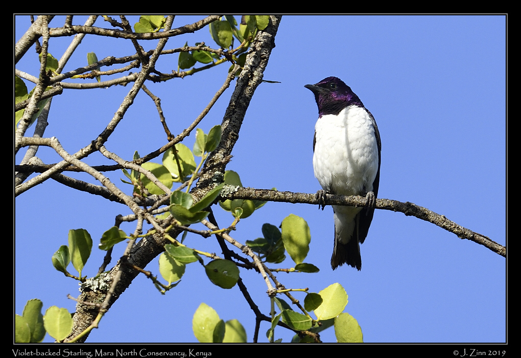 violet_backed_starling_JZ8_1773a