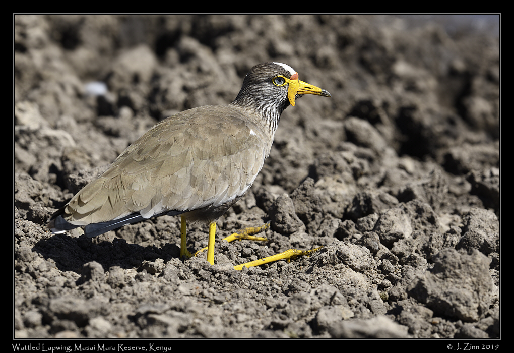 wattled_lapwing_JZ8_9872a