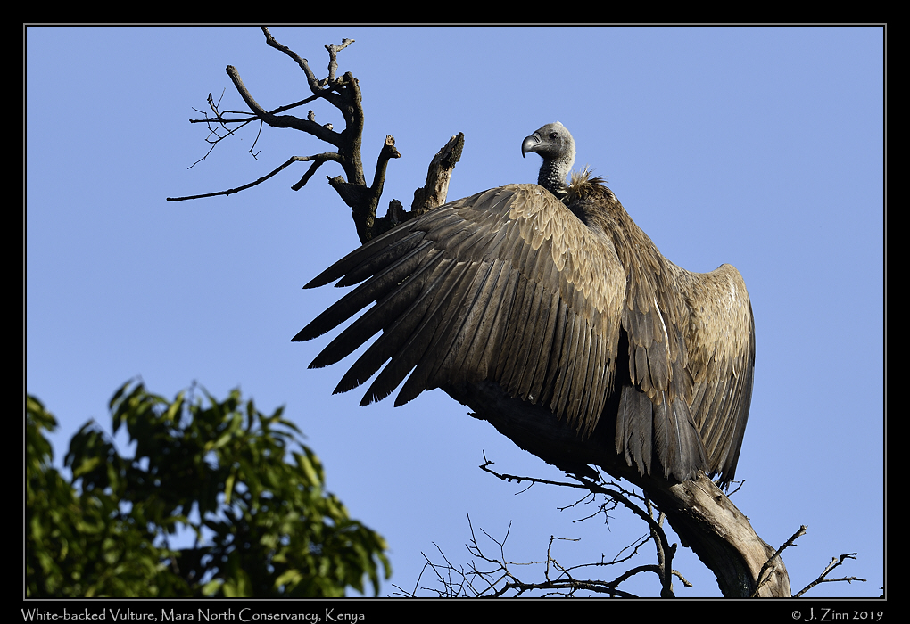 white_backed_vulture_JZ8_1763b