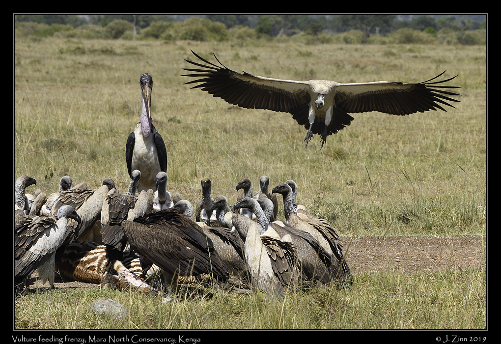 white_backed_vultures_JZ5_4373a