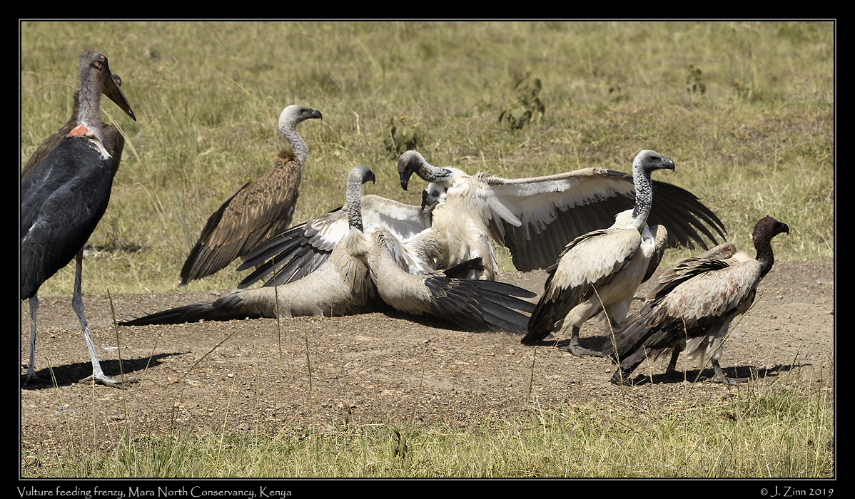 white_backed_vultures_JZ5_4428a