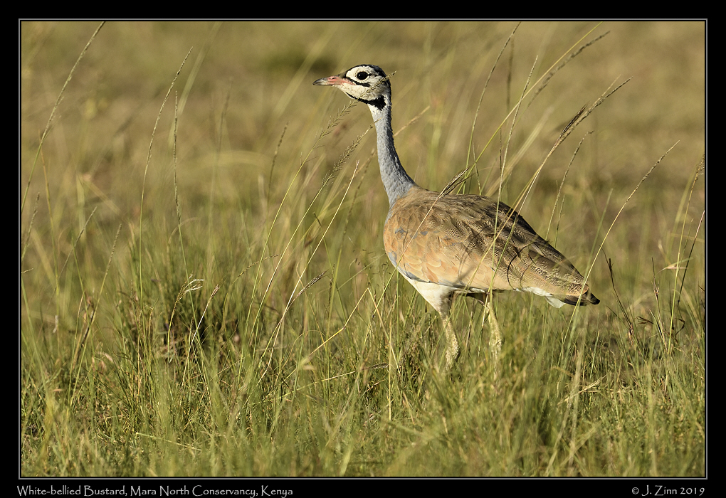 white_bellied_bustard_JZ8_1738a