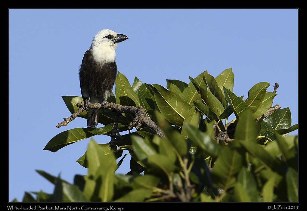 white_headed_barbet_JZ8_4298a