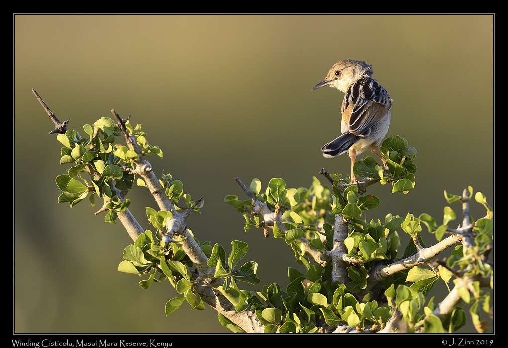 winding_cisticola_JZ8_0131a