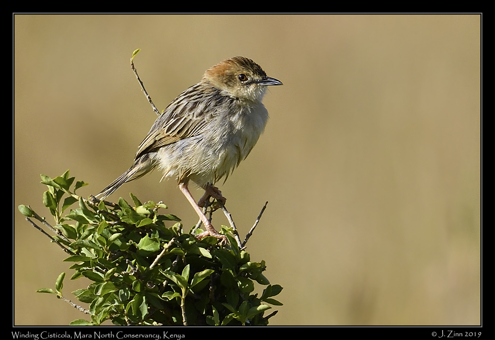 winding_cisticola_JZ8_3689a