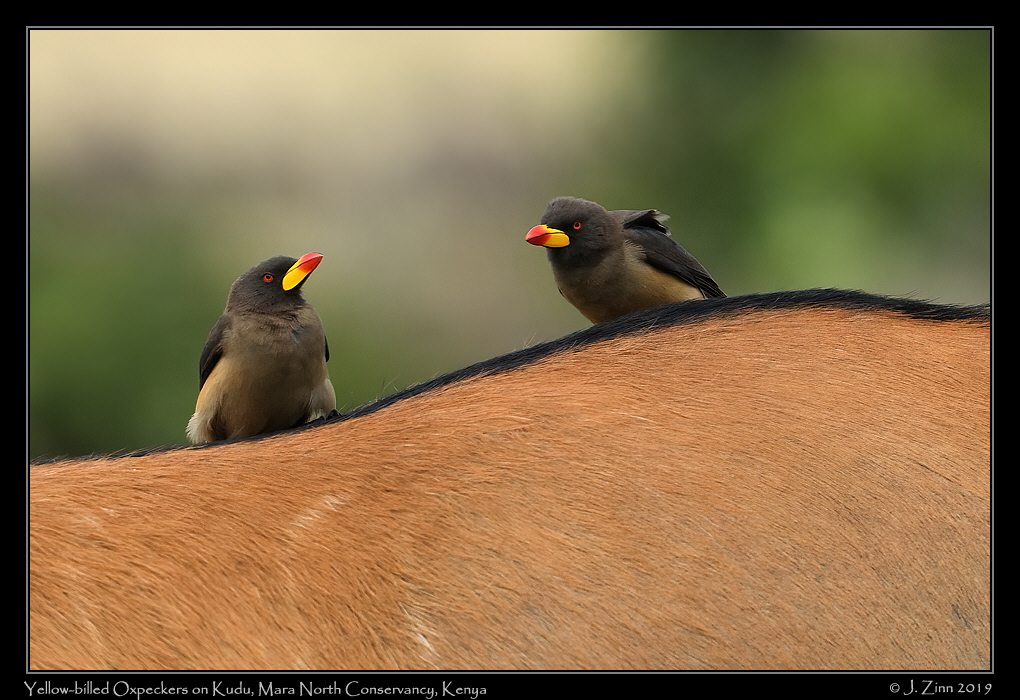 yellow_billed_oxpeckers_JZ8_4376b