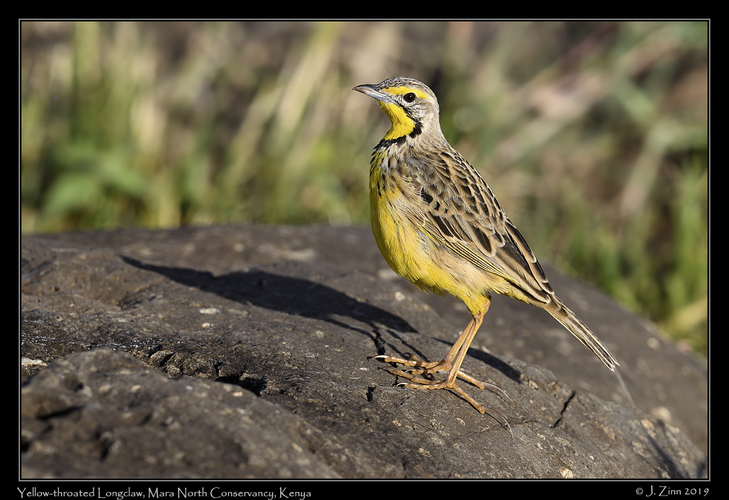 yellow_throated_longclaw_JZ8_4226a