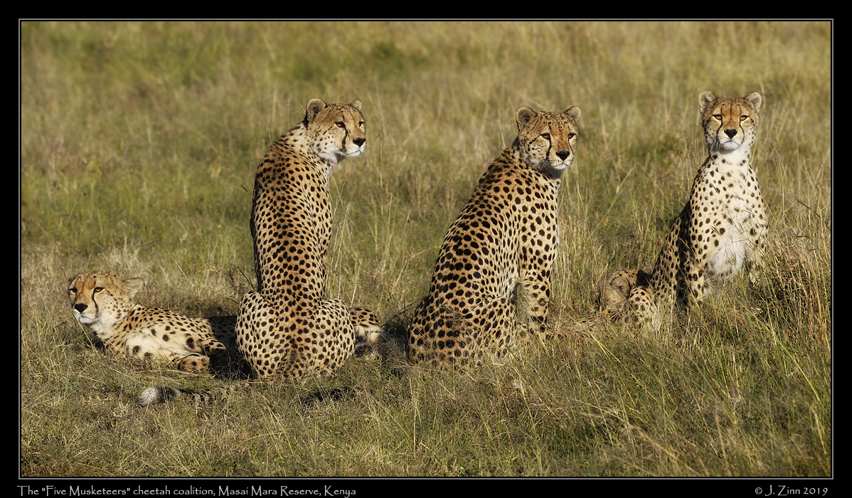 cheetah_5_musketeers_JZ5_1951cfx