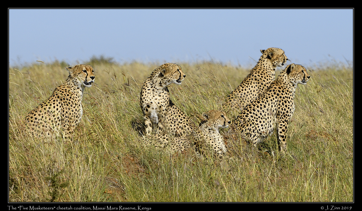 cheetah_5_musketeers_JZ5_2104b