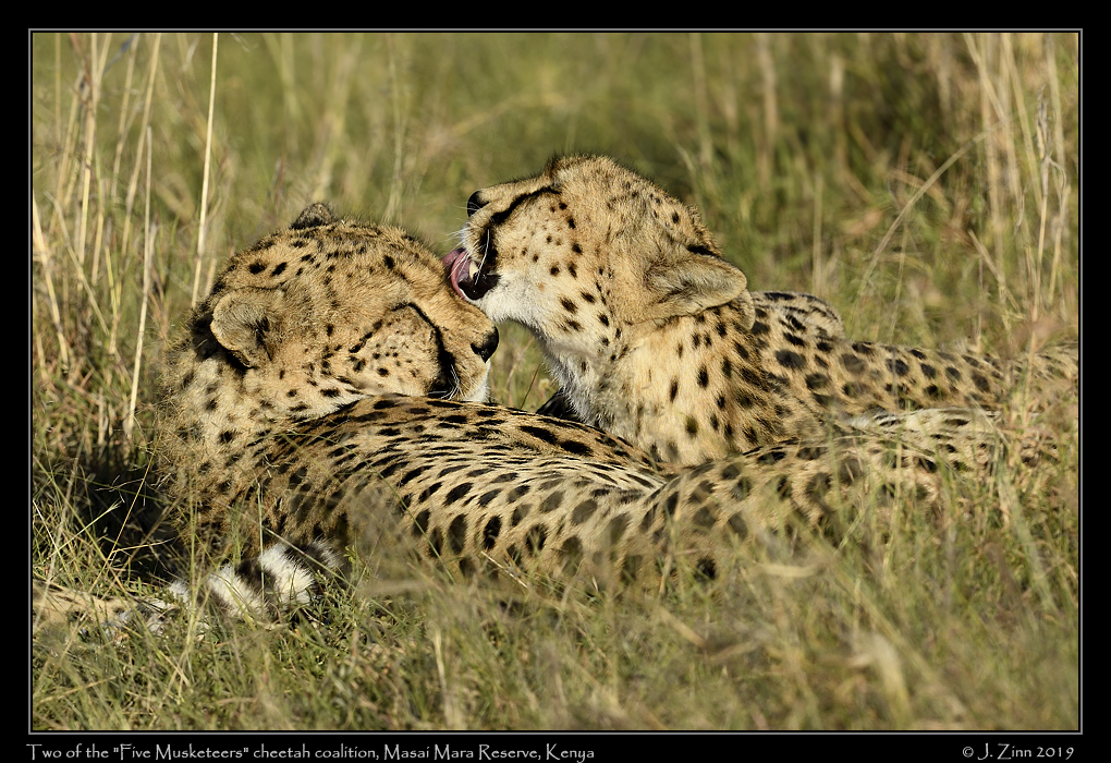 cheetah_5_musketeers_JZ8_9293a