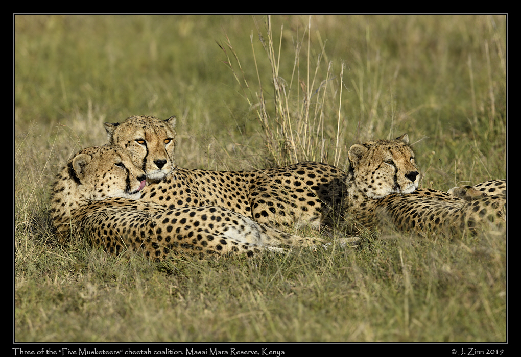 cheetah_5_musketeers_JZ8_9389a