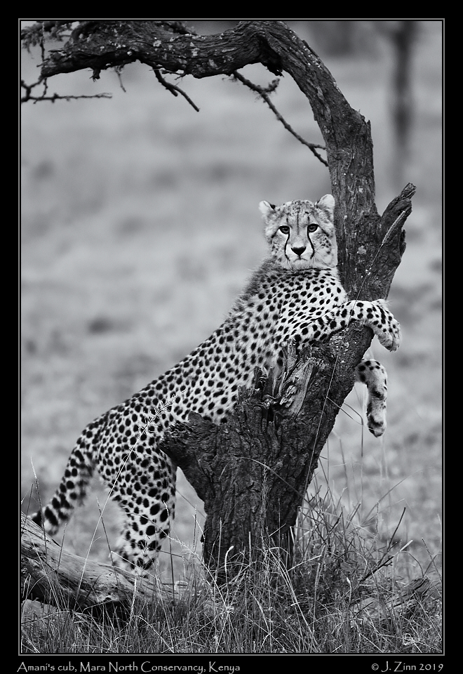 cheetah_JZ5_2952sfxa