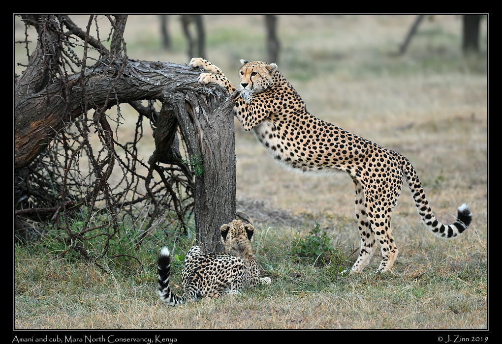 cheetah_JZ5_3025a