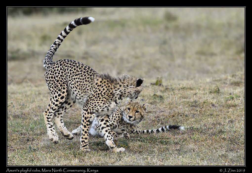 cheetah_JZ5_3055a