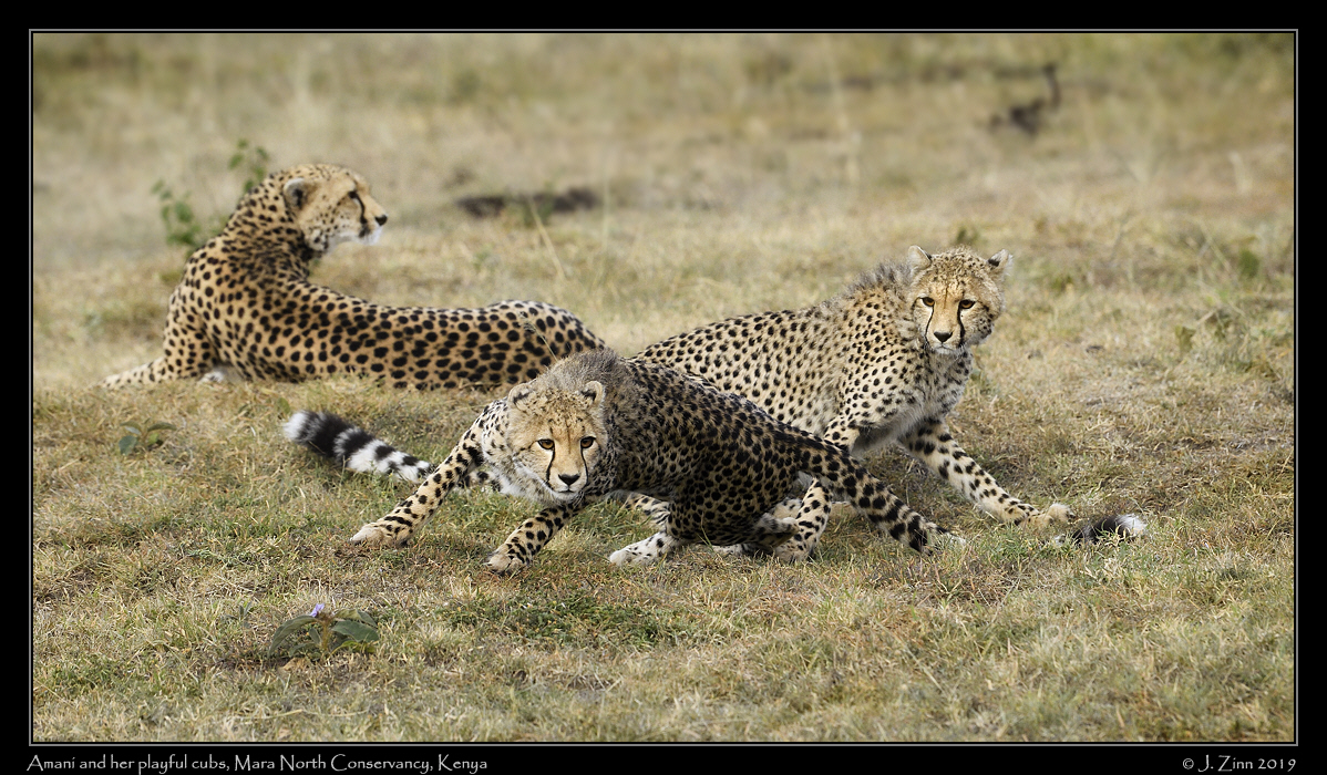 cheetah_JZ5_3152cfx
