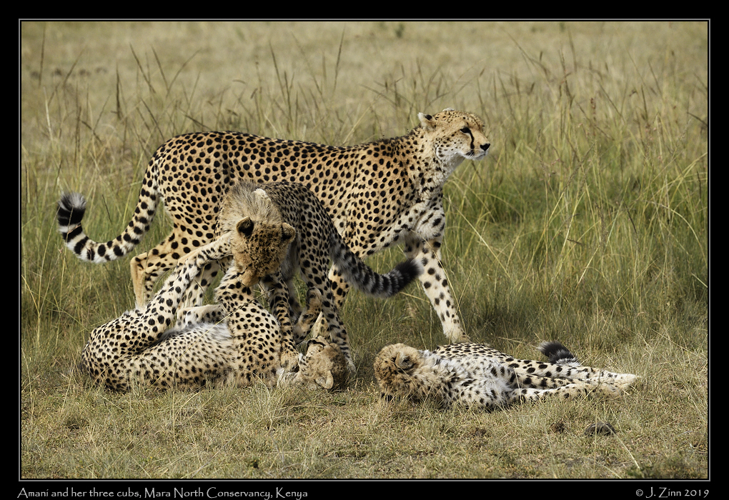 cheetah_JZ5_3338cfx