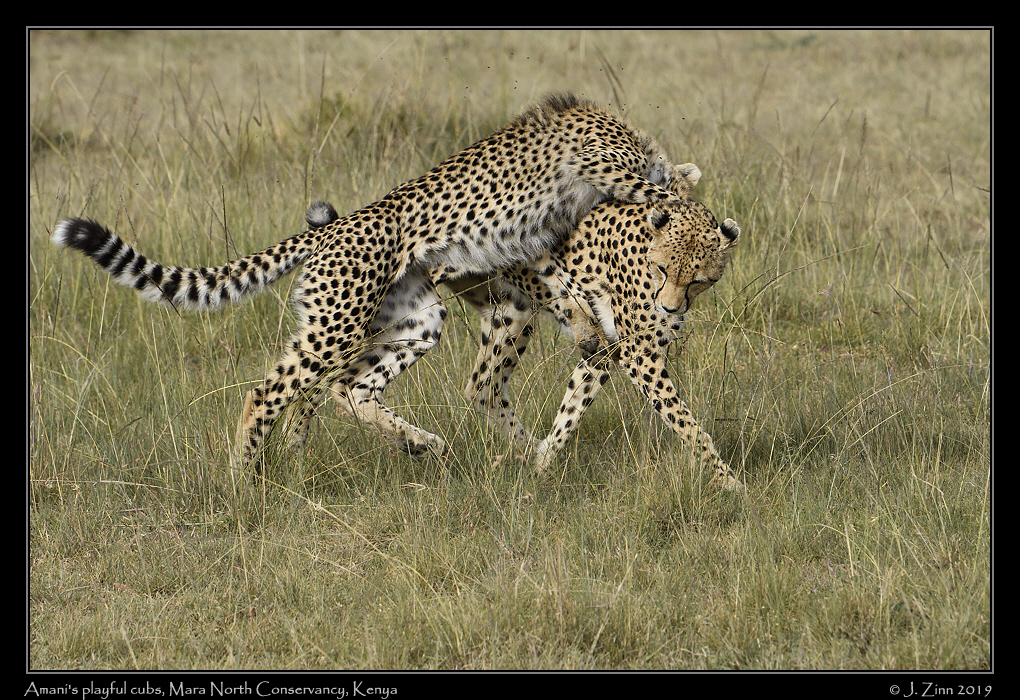 cheetah_JZ5_3343a