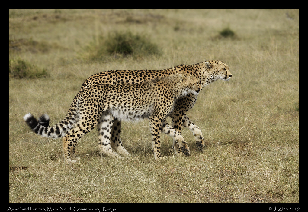 cheetah_JZ5_3354cfx