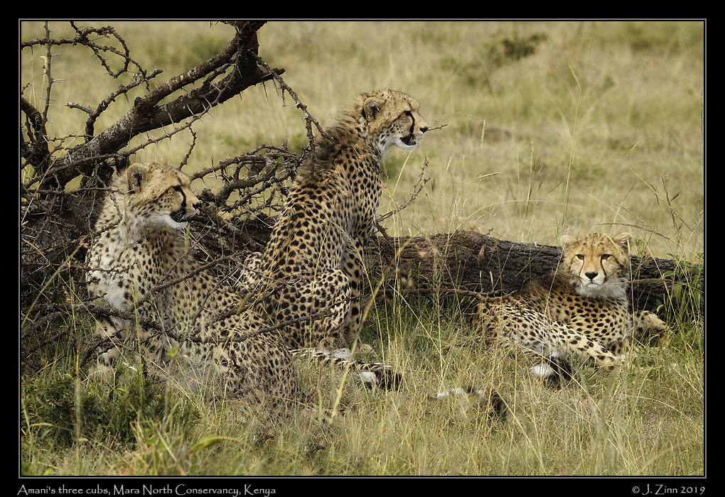 cheetah_JZ5_3387cfx