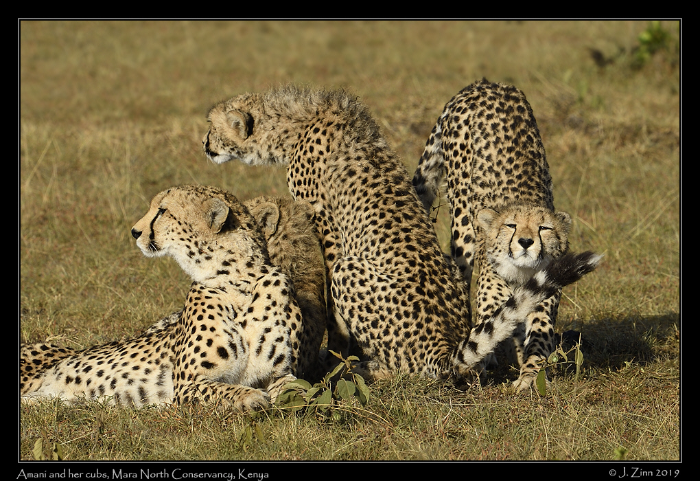 cheetah_JZ5_4089a
