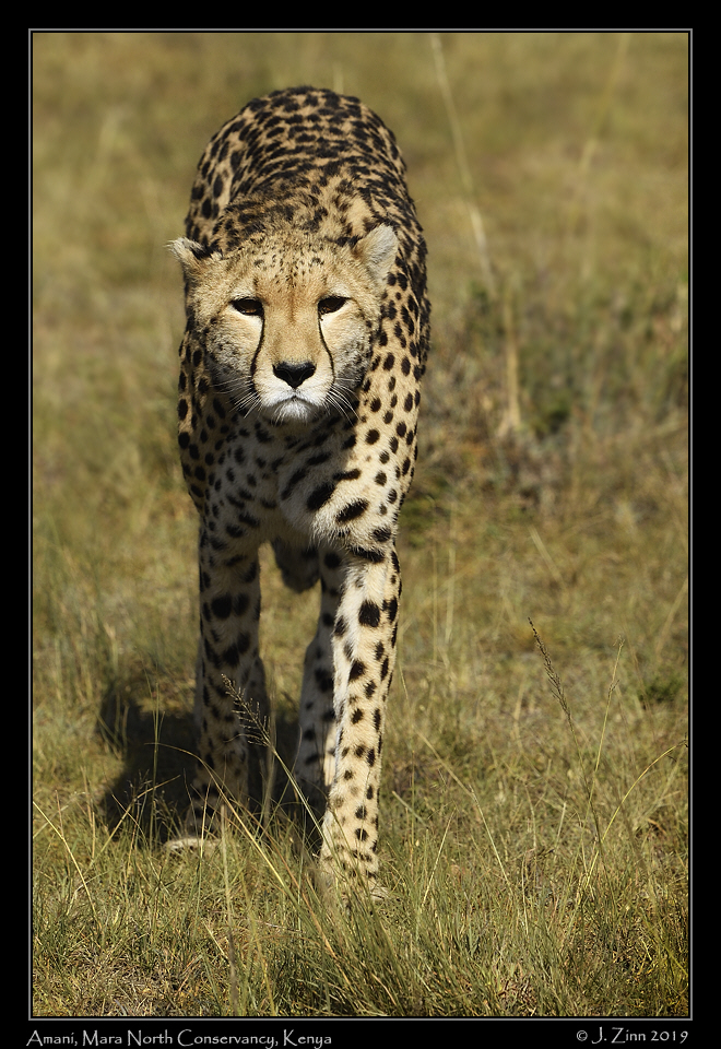 cheetah_JZ5_4233cfx