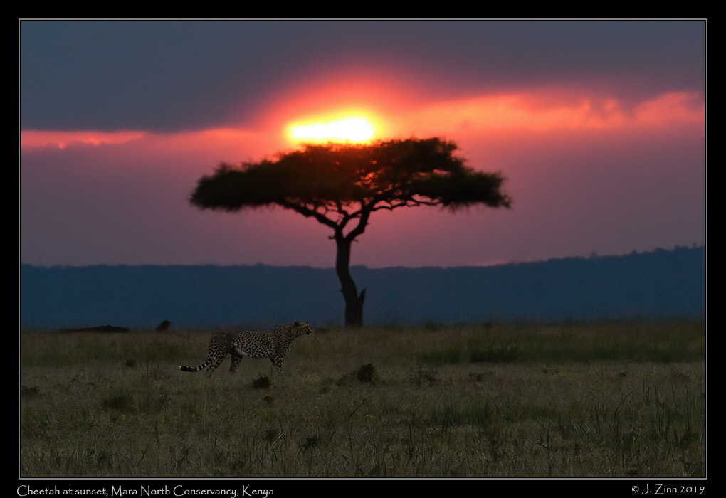 cheetah_JZ5_4568a