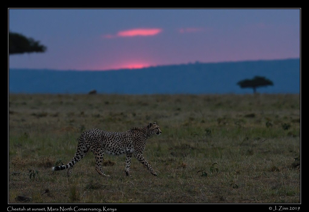 cheetah_JZ5_4584a