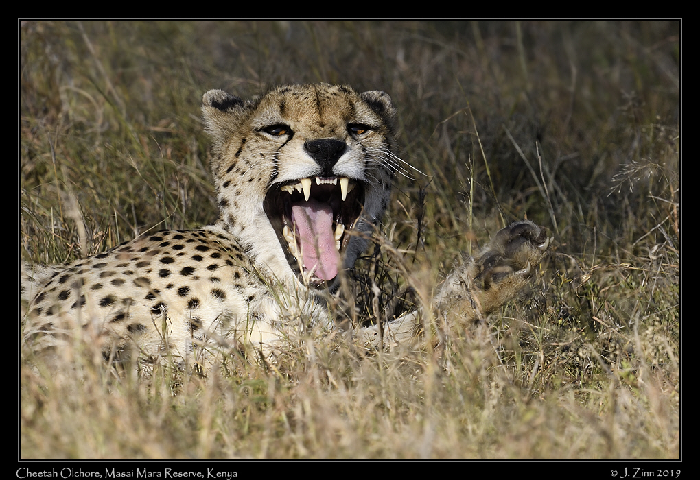 cheetah_JZ8_0032a