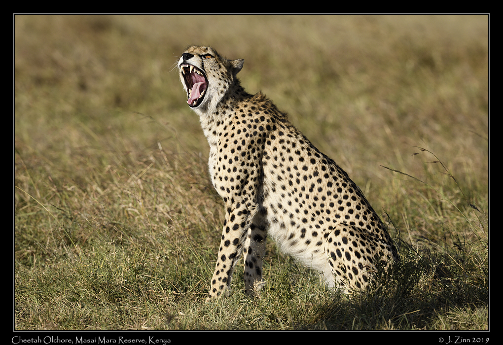 cheetah_JZ8_0079a